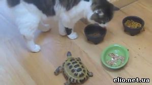 Черепашка гоняет котов по кухне
