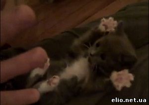 Котенок